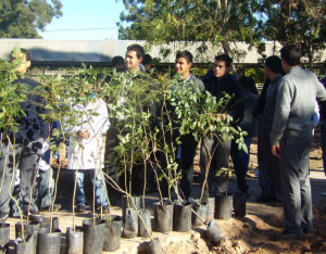 Municipio y escuelas plantaron 32 árboles entre jacarandá y lapachos 