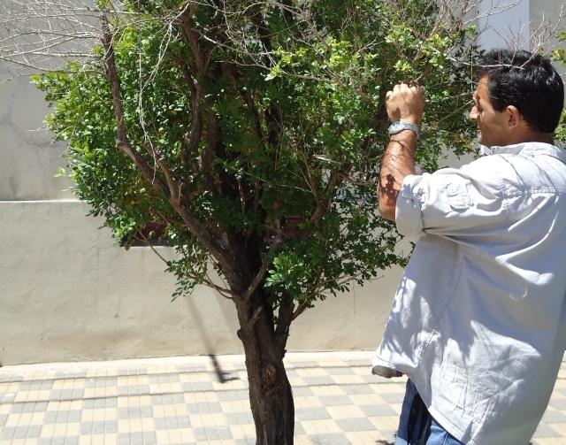 Está prohibida la producción, plantación, comercialización y transporte de plantas de Mirto