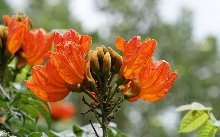 Prohibido el árbol «Tulipanero africano» (Spatodhea Campanulata) en Santa Ana