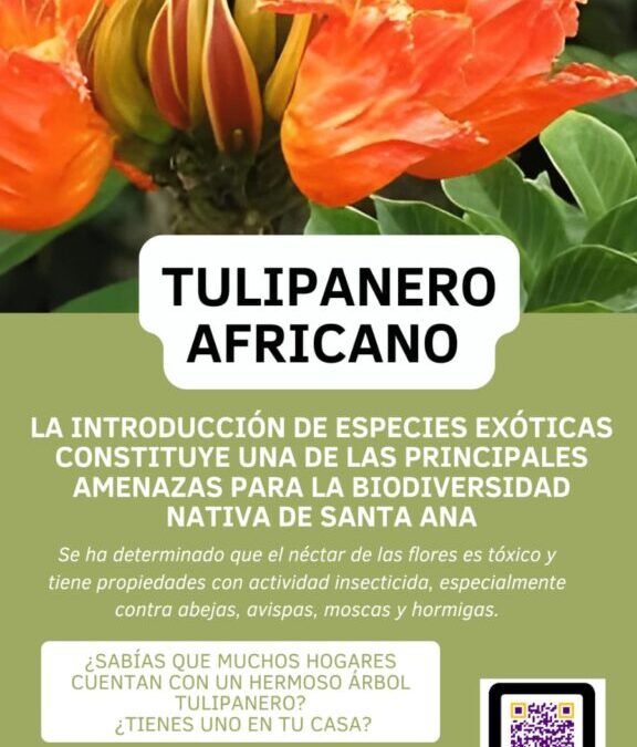 Investigación sobre el «Tulipanero Africano»